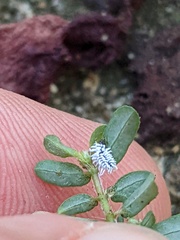 Cryptolaemus