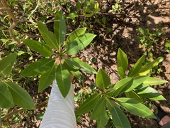 Rhizophora apiculata