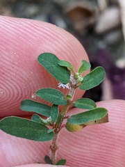Cryptolaemus