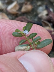 Cryptolaemus