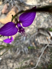 Polygala refracta