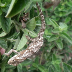 Bradypodion damaranum