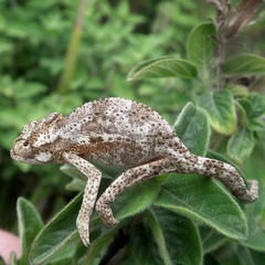 Bradypodion damaranum