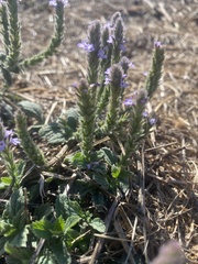 Verbena lasiostachys