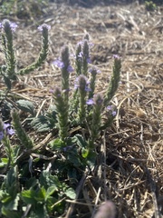 Verbena lasiostachys
