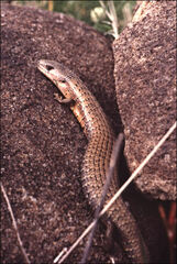 Cyclodomorphus casuarinae