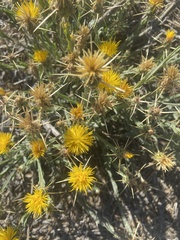 Centaurea solstitialis