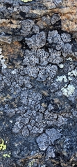 Umbilicaria
