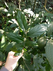 Celtis tetrandra