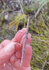 Acanthomima rhipheus
