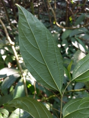 Celtis tetrandra