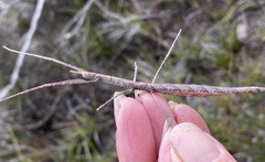 Acanthomima rhipheus