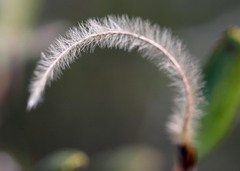 Cercocarpus betuloides