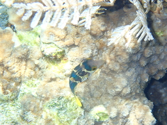 Canthigaster valentini