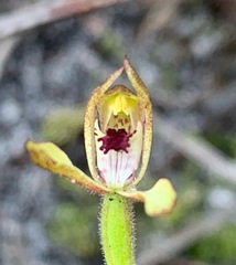 Caladenia transitoria