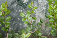 Sageretia thea