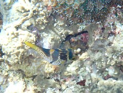 Canthigaster valentini