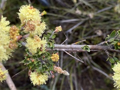Acanthomima rhipheus