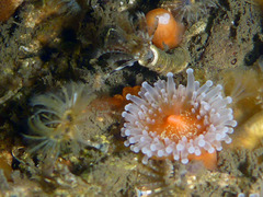 Corynactis californica