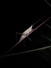 Neoconocephalus retusus