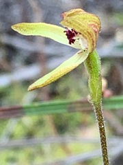 Caladenia transitoria