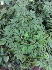 Elatostema lineolatum