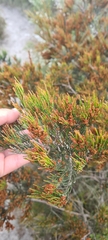 Allocasuarina littoralis