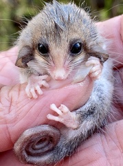 Cercartetus concinnus