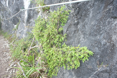 Juniperus formosana