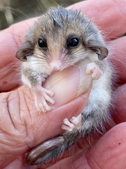 Cercartetus concinnus