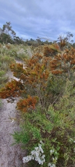 Allocasuarina littoralis