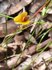 Bossiaea prostrata