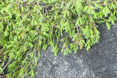 Juniperus formosana