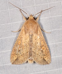 Mythimna unipuncta