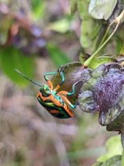 Scutiphora pedicellata