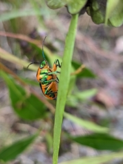 Scutiphora pedicellata