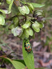 Scutiphora pedicellata
