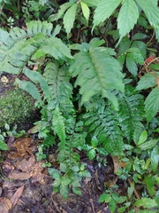 Hymenasplenium excisum