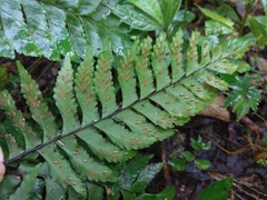 Hymenasplenium excisum