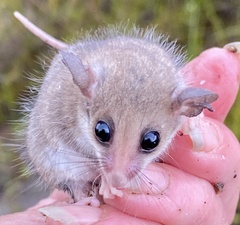 Cercartetus concinnus