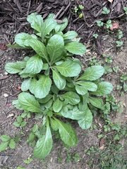 Ajuga