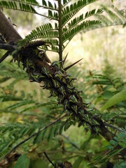 Umbonia crassicornis