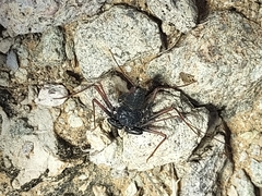 Paraphrynus carolynae