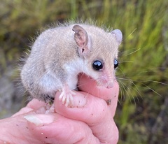 Cercartetus concinnus