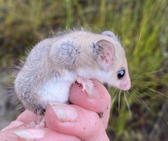 Cercartetus concinnus