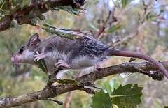 Cercartetus concinnus
