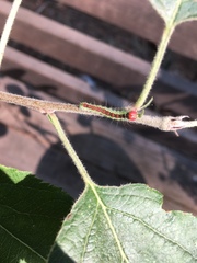 Acronicta radcliffei
