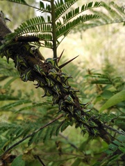 Umbonia crassicornis