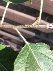 Acronicta radcliffei