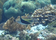 Rhinecanthus rectangulus
